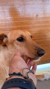 MUSHU Imagen 4